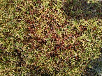 Full frame shot of grass on field