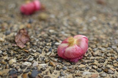 Close-up of pink flowers