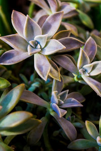 Close-up of purple flowering plant