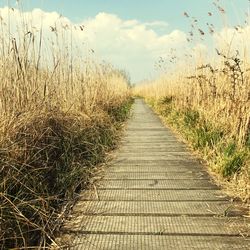 Boardwalk amidst plants on field against sky