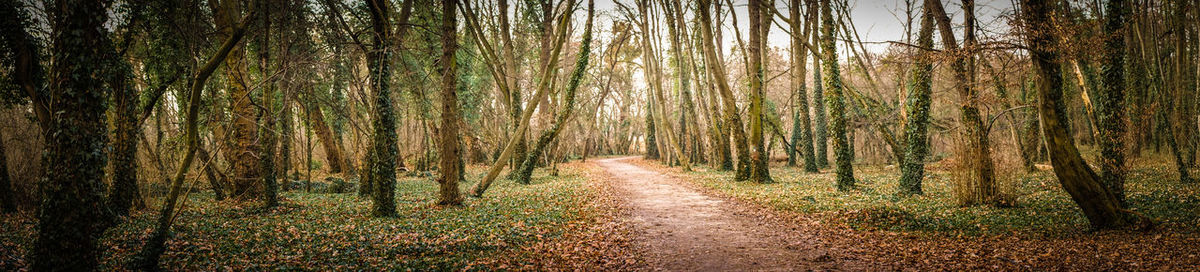 Road passing through forest