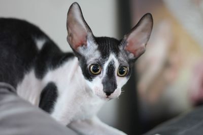 Close-up portrait of dog