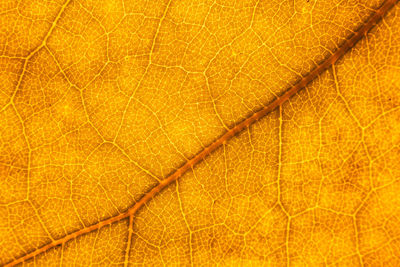 Macro shot of dry leaf