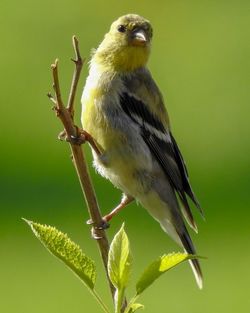 American goldfinch in foreground with depth of field 