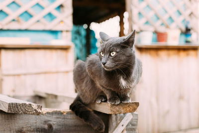 Cat sitting on wood