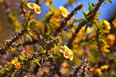 Close-up of yellow flowers blooming outdoors