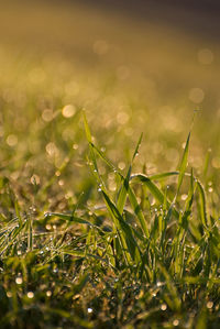 Close-up of grass