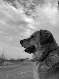 Close-up of a dog looking away