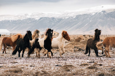 Horses running on field