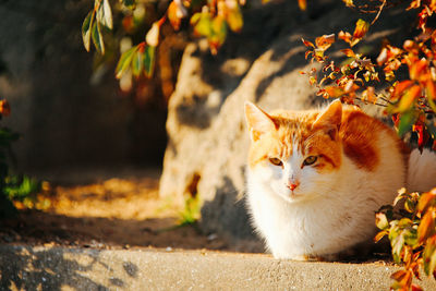 Close-up portrait of cat