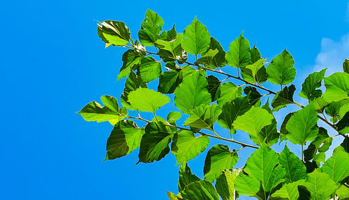 Low angle view of leaves against blue sky