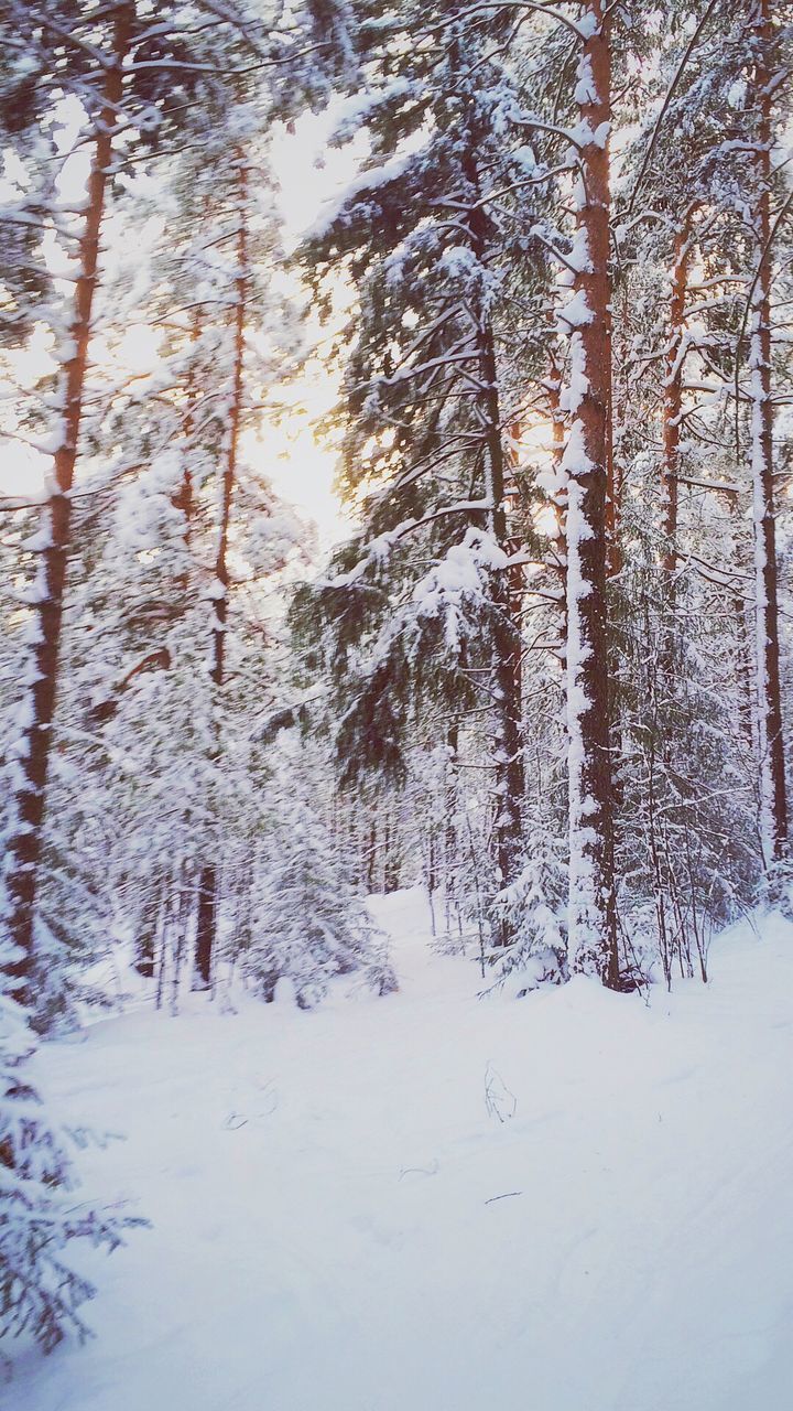 winter, snow, cold temperature, season, tranquil scene, tree, weather, tranquility, scenics, covering, nature, forest, beauty in nature, tree trunk, woodland, non-urban scene, branch, outdoors, day, remote, no people, solitude, majestic