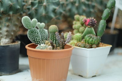 Close-up of potted plant