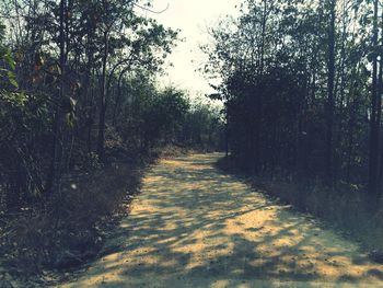 Footpath amidst trees