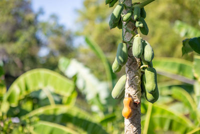 Close-up of berries on tree