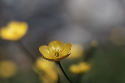 Close-up of yellow flowering plant