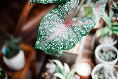 Close-up of wet leaves on plant