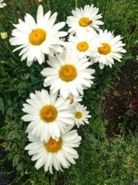 High angle view of white flowering plants on field