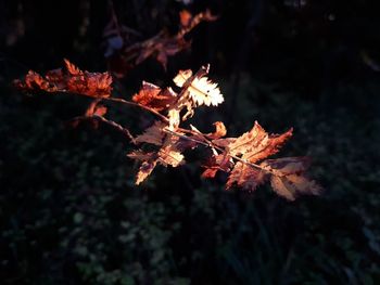 Close-up of maple tree
