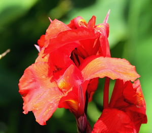 Close-up of raindrops on red flowering plant