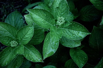 Close-up of raindrops on leaves