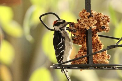 Close-up of bird perching on a feeder