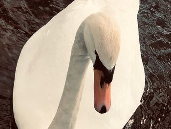 Close-up of swan swimming in lake