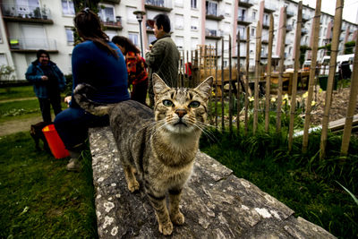 Portrait of cat