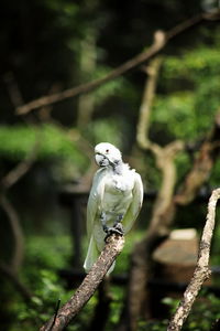 Close-up of bird perching on branch