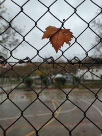 Close-up of chainlink fence against sky during autumn