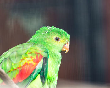 Close-up of parrot in cage