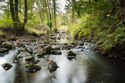 Stream flowing through rocks in forest