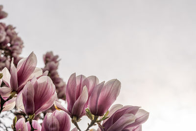 Close-up of pink flowering plant against sky