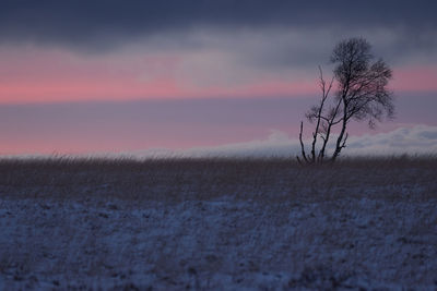 Bare tree on snow covered landscape