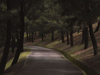 Footpath amidst trees in forest