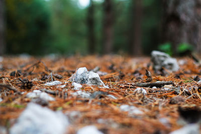 Close-up fur and pine forest floor of crushed stones in mound or memorial. white rock, minerals