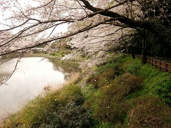 Reflection of trees in river