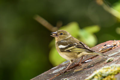 Close-up of a bird