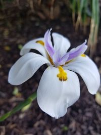 Close-up of white crocus blooming outdoors