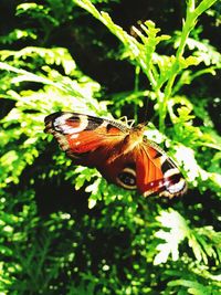 Close-up of butterfly on plant