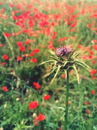 Close-up of flowering plant on field