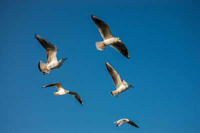 Low angle view of seagull flying