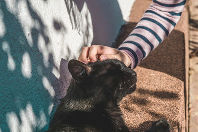 Close-up of hand holding dog