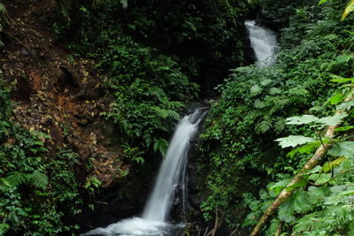 Scenic view of waterfall in forest