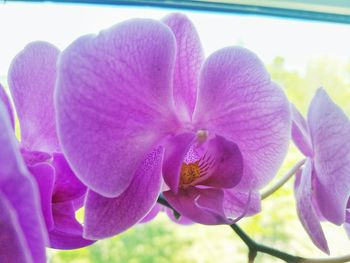 Close-up of pink orchid