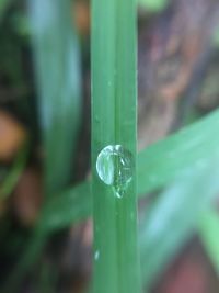 Close-up of water drop on grass