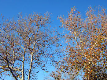 Low angle view of trees against blue sky