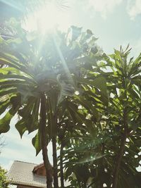 Low angle view of palm trees against sky