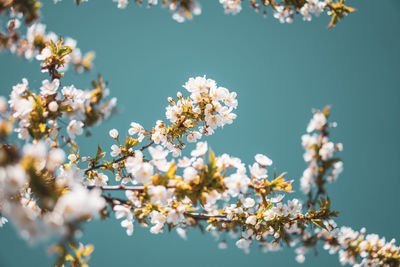 Close-up of cherry blossoms against sky