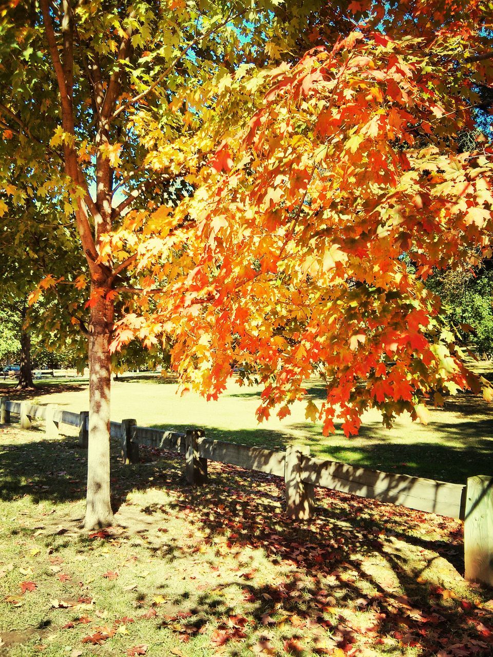 autumn, tree, change, season, leaf, orange color, growth, tranquility, branch, nature, beauty in nature, park - man made space, tree trunk, fallen, tranquil scene, park, scenics, day, bench, sunlight